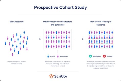 cohort traduzione